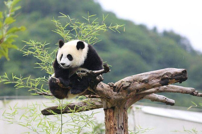 Chengdu: Panda Base Leshan Buddha English-guided Group Tour - What the Reviews Say