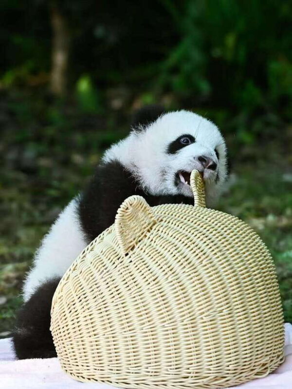 Chengdu Panda Base & Sanxingdui Museum One Day Private Tour - A Practical Guide to the Tour Experience