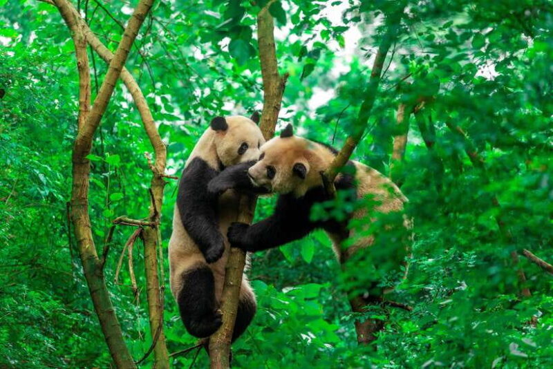 Chengdu Panda Base & Sanxingdui Museum One Day Private Tour - Who Should Consider This Tour?