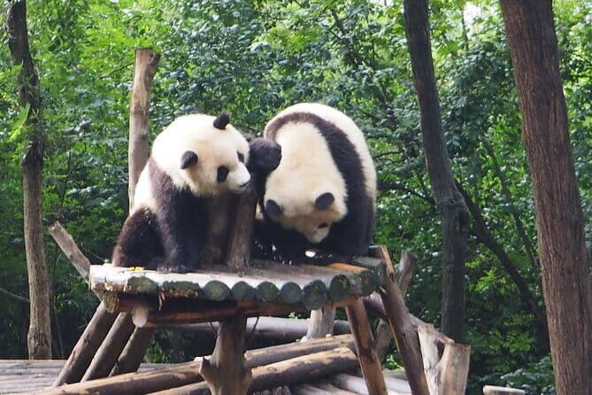 Chengdu Panda Breeding Base Ticket w/ Optional Transfer or Guide - Self-Guided Option (Ticket Only)