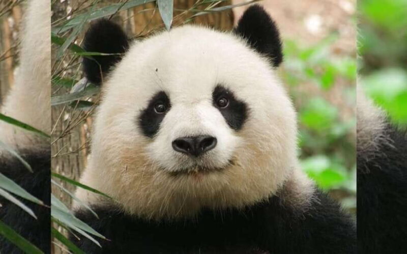 Chengdu: Panda Breeding Base Tickets Booking - Key Points