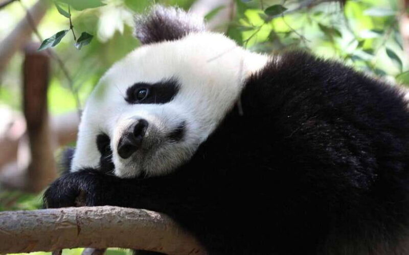 Chengdu: Panda Breeding Base Tickets Booking - FAQ