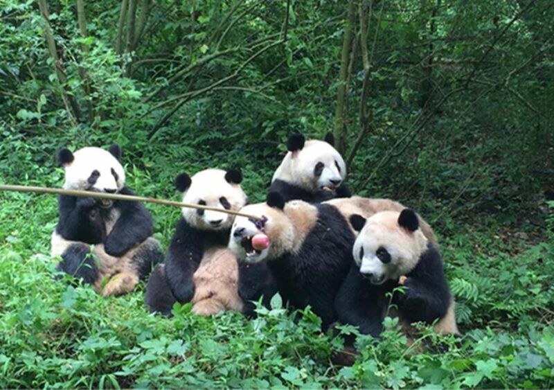 Chengdu panda & Leshan Buddha One Day Private Tour - The Sum Up