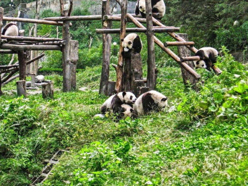 Chengdu: Panda Research Base Ticket or Private Transfer Tour - An In-Depth Look at the Chengdu Panda Base Tour