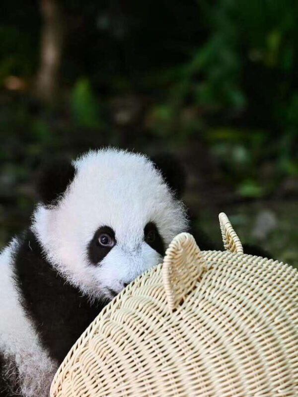 Chengdu: Panda Research Base Ticket or Private Transfer Tour - Who Should Consider This Tour?