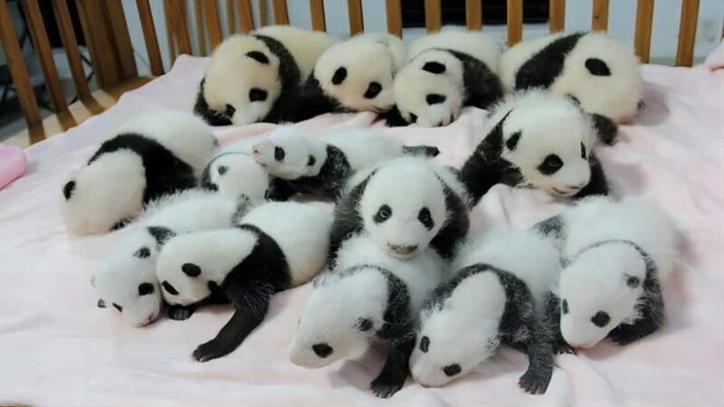 Chengdu: Panda Research Base Ticket or Volunteer Day Trip - Practical Tips for Your Visit