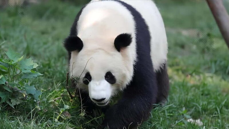 Chengdu: Panda Research Base Ticket or Volunteer Day Trip - Authenticity and Value