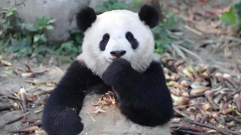 Chengdu: Panda Research Base Ticket or Volunteer Day Trip - The Sum Up