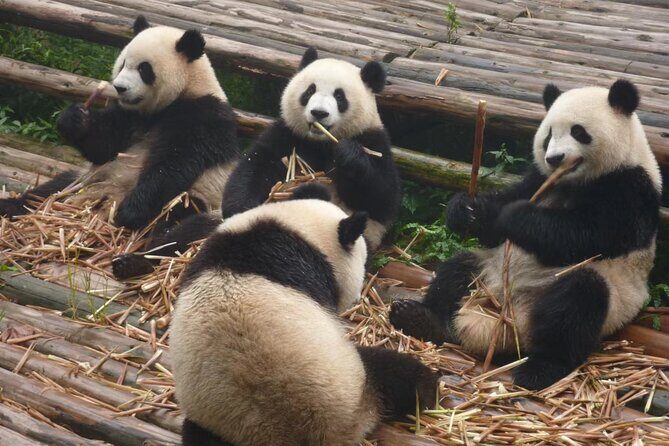 Chengdu Panda Research Base Tickets And Optional Private Tour - Introduction: What to Expect from the Panda Base Tour