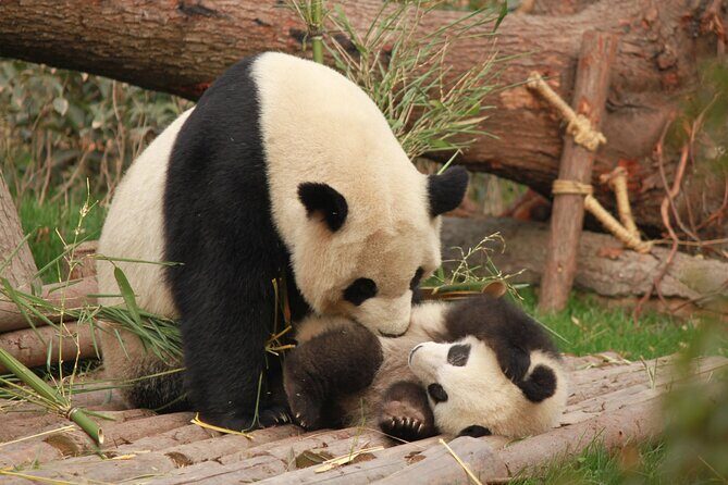 Chengdu Panda Research Base Tickets And Optional Private Tour - The Experience: What You’ll Take Away