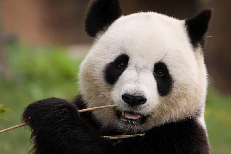 Chengdu Pandas&Dujiangyan Private Tour with Blue Tears - An Introduction to Chengdu’s Best Day Trip
