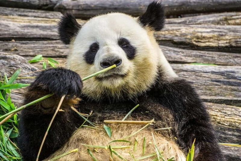 Chengdu Pandas&Dujiangyan Private Tour with Blue Tears - What Makes This Tour a Good Choice?