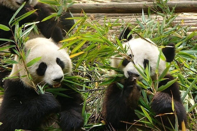Chengdu Private Day Tour to Emei Mountain with Lunch and Cable Car Ride - Final Thoughts