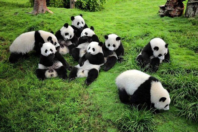 Chengdu Private Day Tour to Panda Base with Optional Volunteer - A Detailed Look at the Tour Experience