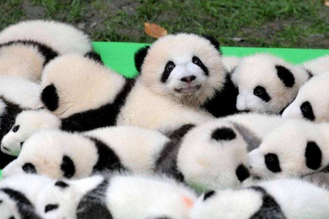 Chengdu Private Day Tour to Panda Base with Optional Volunteer - Analyzing the Value: Why This Tour Works