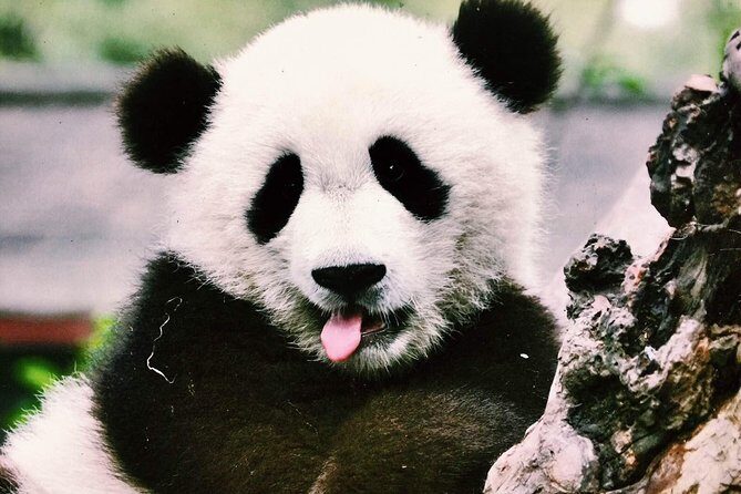 Chengdu Private Day Tour to Panda Base with Optional Volunteer - Wrapping It Up: Is This Tour Right for You?