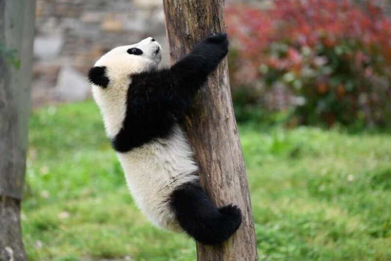 Chengdu: Private Kung Fu Panda Movie Tour with Guide - Key Points