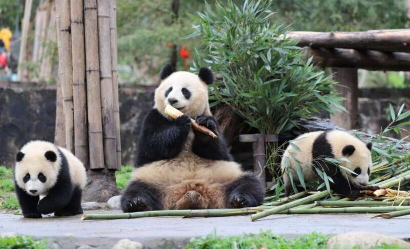 Chengdu: Private Kung Fu Panda Movie Tour with Guide - Who Will Love This Tour?