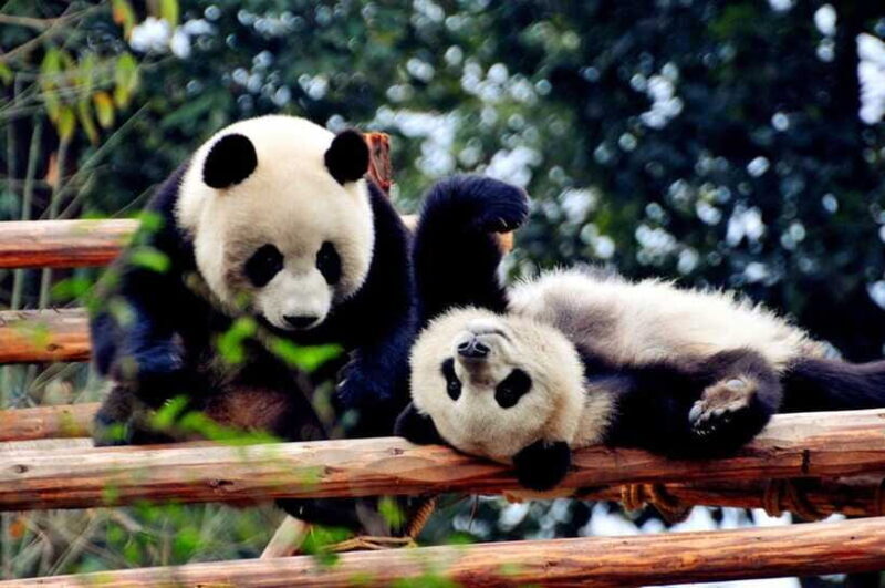 Chengdu: Private Kung Fu Panda Movie Tour with Guide - Final Thoughts