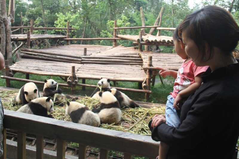 Chengdu: Private Panda Base Tour with 80 Pandas - An In-Depth Look at the Panda Tour