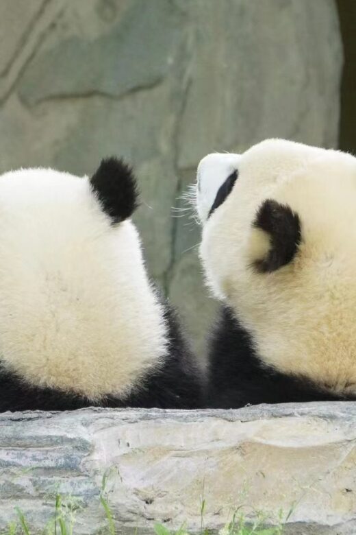 Chengdu: Private Panda Base Tour with 80 Pandas - Who Will Love This Tour?