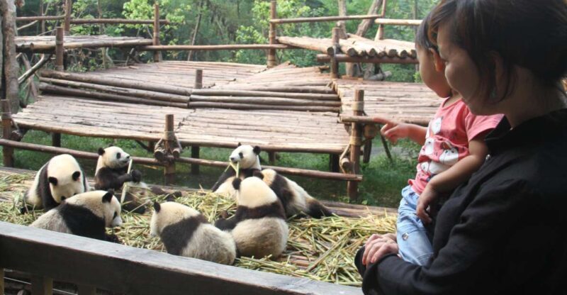 Chengdu: Private Panda Base Tour with 80 Pandas - FAQ