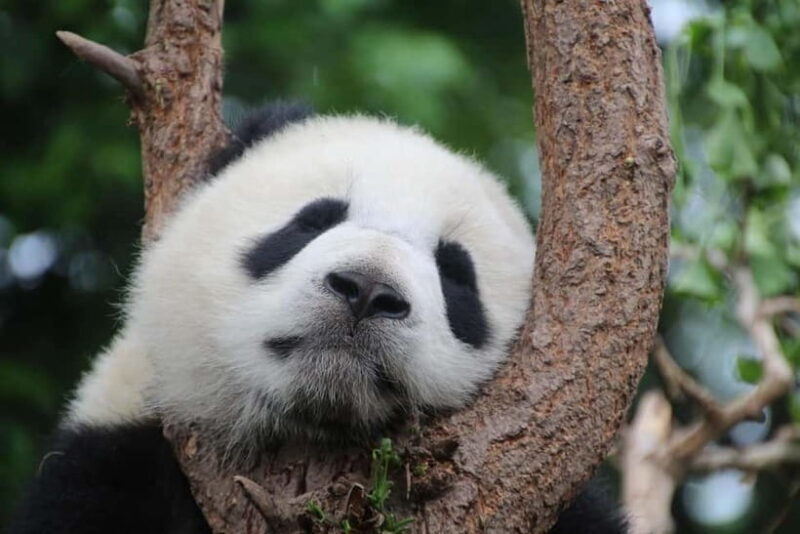 Chengdu Private Tour: Meet Pandas+Hike Qingcheng Front/Back - A Closer Look at the Experience