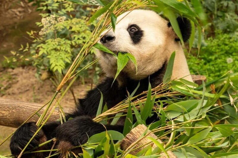 Chengdu Private Tour: Meet Pandas+Hike Qingcheng Front/Back - Final Thoughts