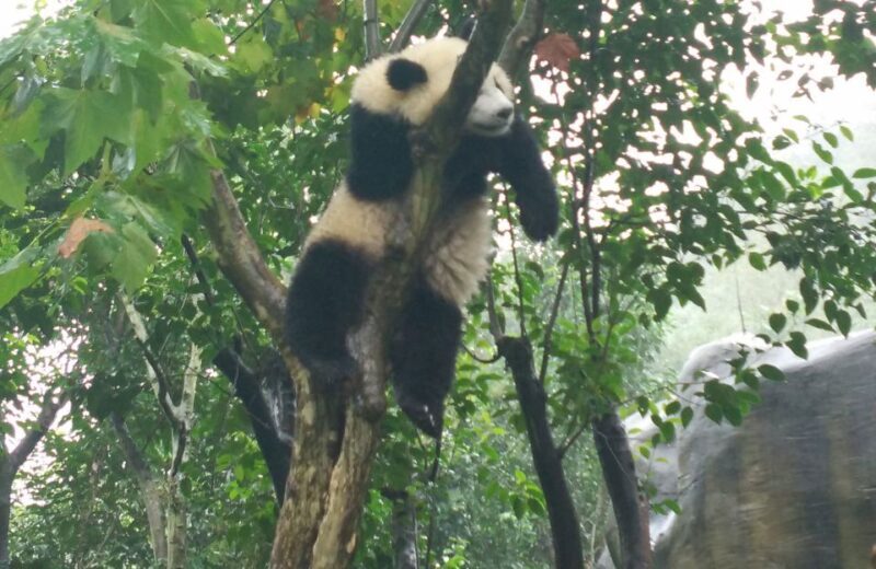 Chengdu Private Tour of Leshan Buddha and Panda Base - Transport, Guides, and Overall Value