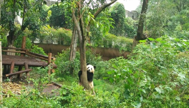 Chengdu Private Tour of Leshan Buddha and Panda Base - FAQ