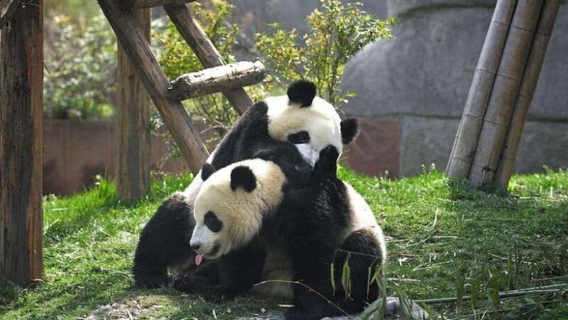 Chengdu: Research Base of Giant Panda Breeding e-Ticket - Exploring the Panda Base: What You Can Expect