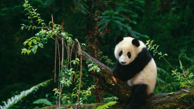 Chengdu: Research Base of Giant Panda Breeding e-Ticket - What Makes This Experience Valuable
