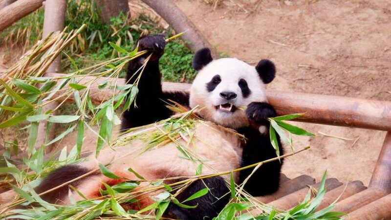 Chengdu: Research Base of Giant Panda Breeding e-Ticket - The Practical Side: Tips for Your Visit