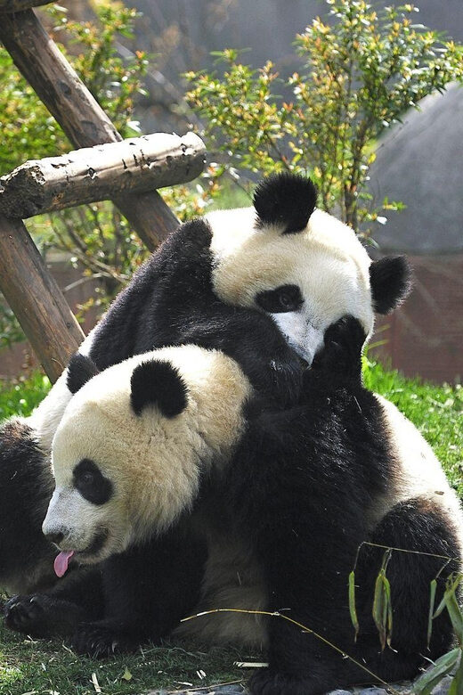 Chengdu: Research Base of Giant Panda Breeding e-Ticket - Authentic Encounters and Conservation in Action