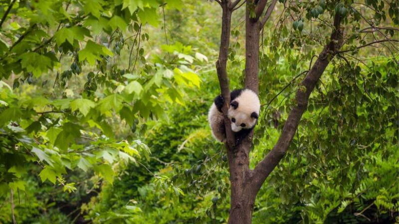 Chengdu: Research Base of Giant Panda Breeding e-Ticket - Who Will Appreciate This Tour Most?