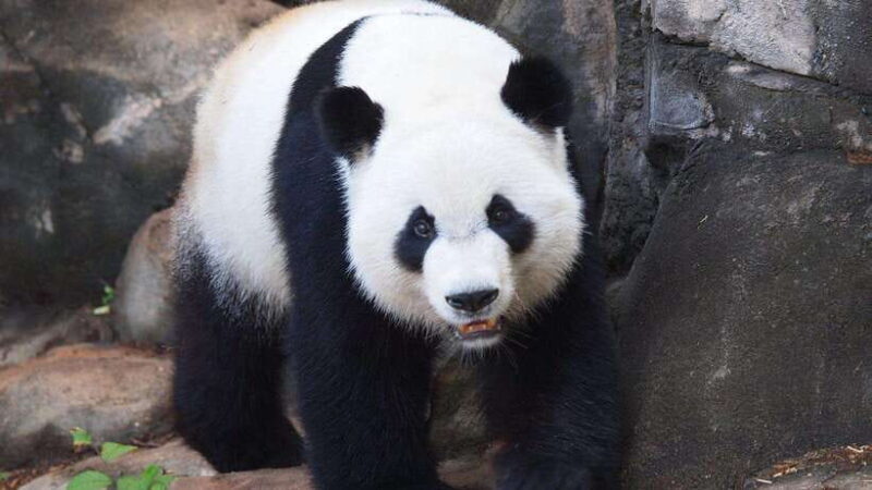 Chengdu: Research Base of Giant Panda Breeding e-Ticket - Final Thoughts: Is It Worth It?