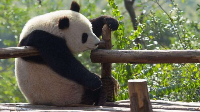 Chengdu: Research Base of Giant Panda Breeding e-Ticket - FAQ