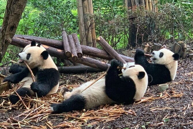 Chengdu Research Base of Giant Panda Breeding Ticket pre-booking - Key Points