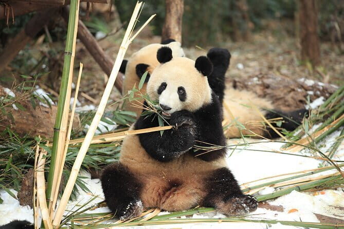 Chengdu Research Base of Giant Panda Breeding Ticket pre-booking - An Honest Look at the Experience