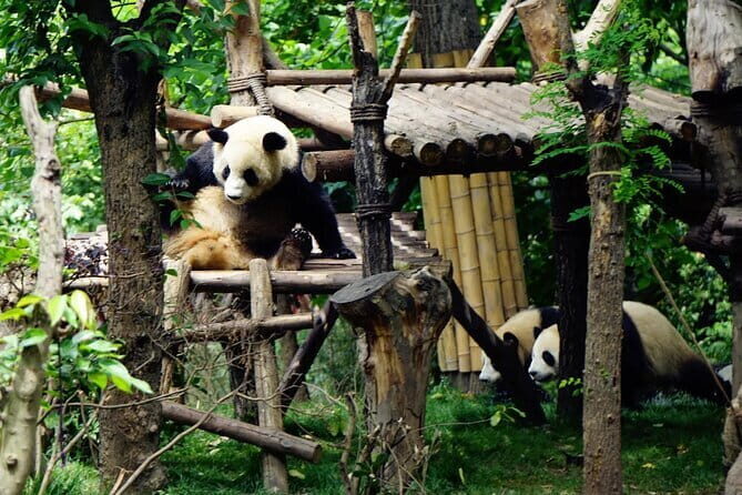 Chengdu Research Base of Giant Panda Breeding Ticket pre-booking - Practical Tips for Your Visit