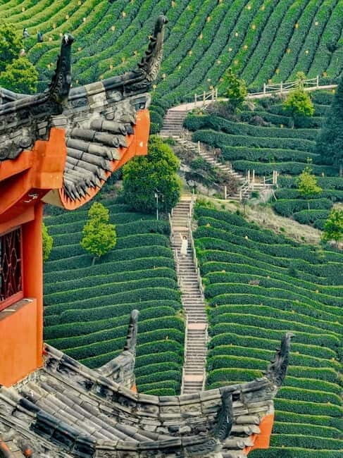 Chengdu: Tea-Picking in the Birthplace of Tea Culture - Exploring the Heart of China: Bifengxia and Mengding Mountain in a Day