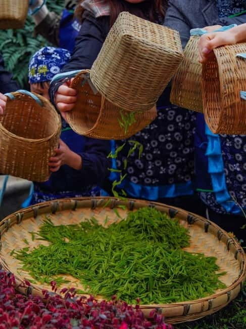 Chengdu: Tea-Picking in the Birthplace of Tea Culture - Who Will Love This Tour?