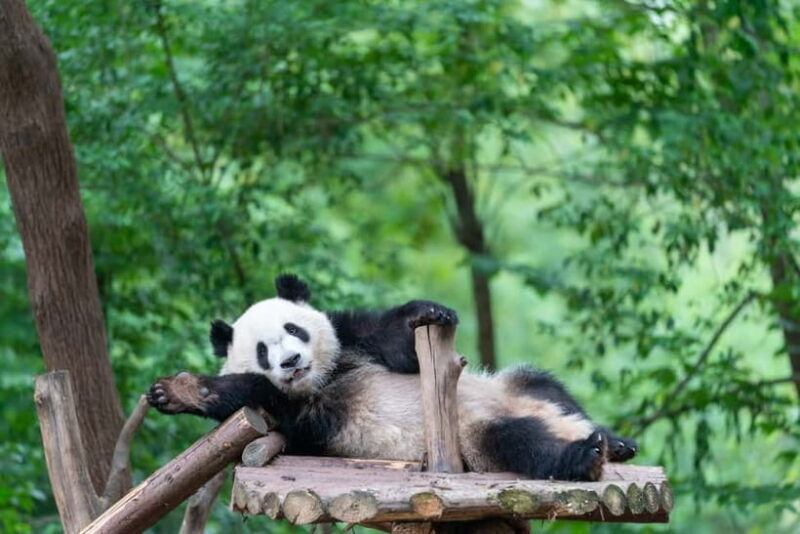 Chengdu: Visa-Free Panda & Cultural Tour in 12 Hours - What to Expect in Practice