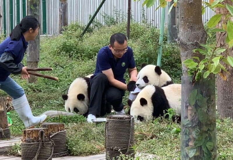 Chengdu: Volunteer Day Experience at Dujiangyan Panda base - An In-Depth Look at the Volunteer Day Experience