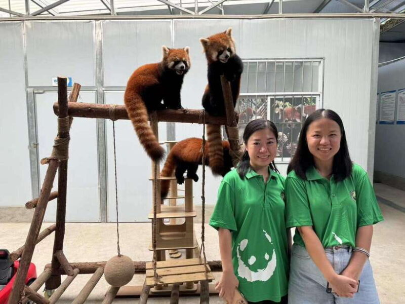 Chengdu: Volunteer Day Experience at Dujiangyan Panda base - FAQs
