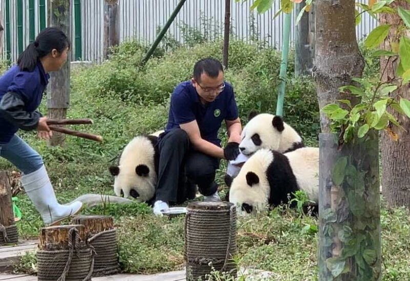 Chengdu: Volunteer Day Experience at Dujiangyan Panda base - In The Sum Up