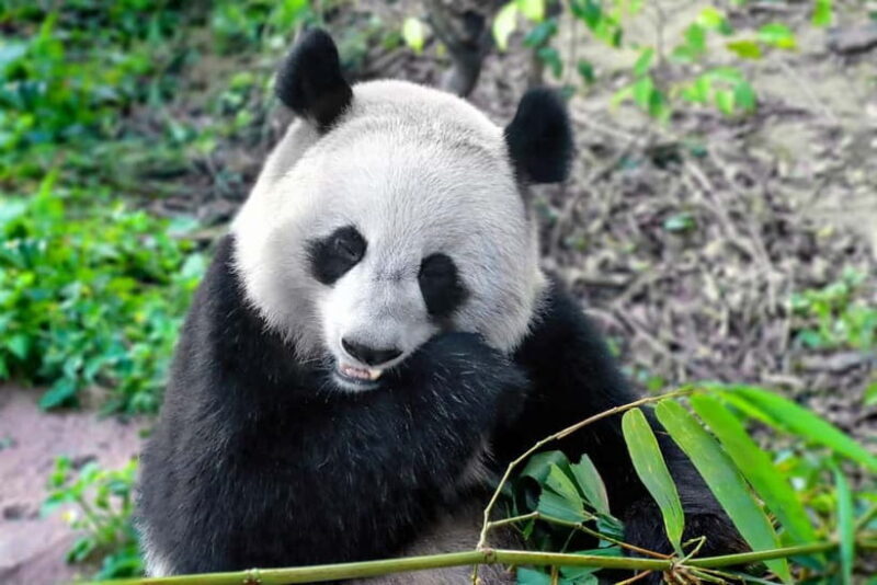 Chengdu:Panda Keepervolunteer for a Day with Pickup - Authentic Reviews & Perspectives