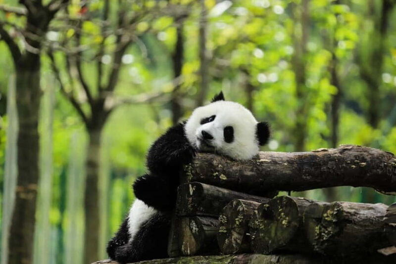 Chengdu:Panda Keepervolunteer for a Day with Pickup - The Sum Up: Who This Tour Is Best For