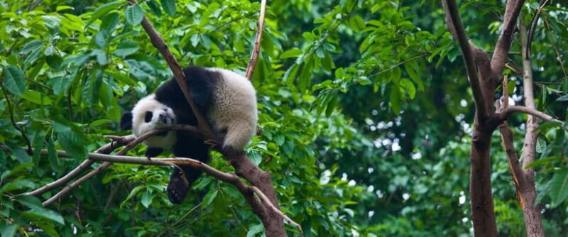 Chengdu:Panda Keepervolunteer for a Day with Pickup - FAQ