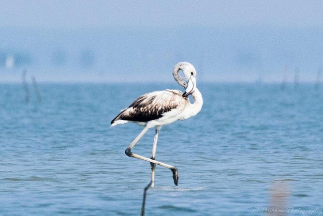 Chennai, Guided Birding And Birding Photo Trip With Spot Scope, 2 to 3 Hours - Why the Tour Excels